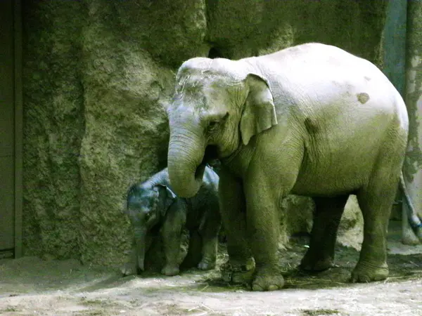 Asya fili anne ve çocuğu