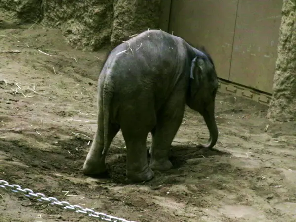 Asya fili anne ve çocuğu