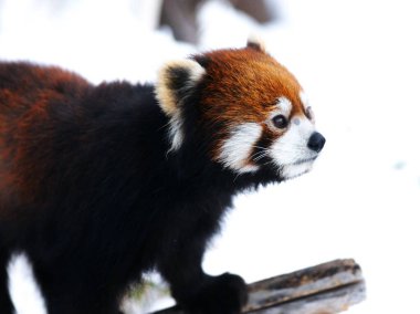 Maruyama Hayvanat Bahçesi 'nde popüler kırmızı pandalar