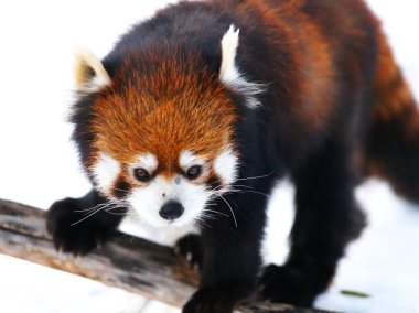 Maruyama Hayvanat Bahçesi 'nde popüler kırmızı pandalar