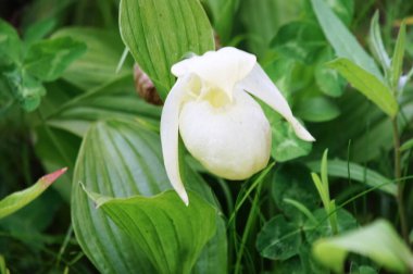 Güzel Rishiri Adası, Hokkaido 'da uzak bir ada.