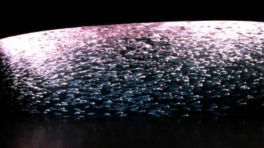 Akvaryum tankında yüzen çok sayıda sardalya.