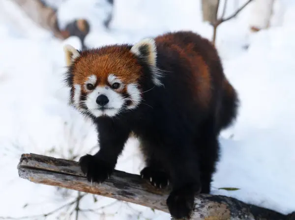 Maruyama Hayvanat Bahçesi 'nde popüler kırmızı pandalar