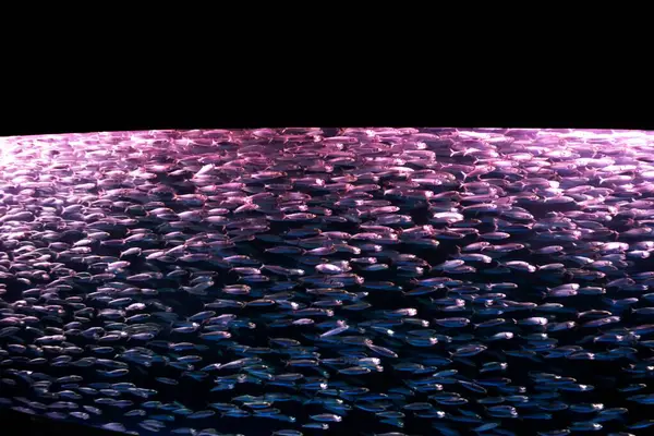 Akvaryum tankında yüzen çok sayıda sardalya.