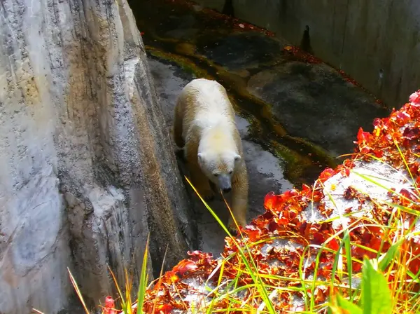 Sonbaharda Sapporo Maruyama Hayvanat Bahçesinde kutup ayıları