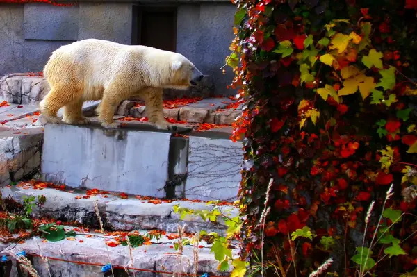 Sonbaharda Sapporo Maruyama Hayvanat Bahçesinde kutup ayıları