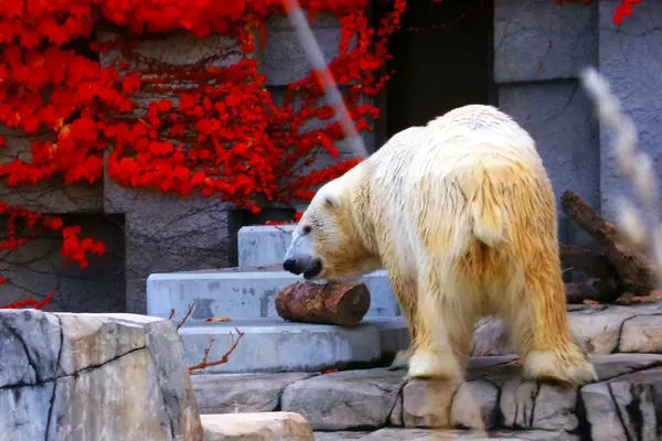 Sonbaharda Sapporo Maruyama Hayvanat Bahçesinde kutup ayıları