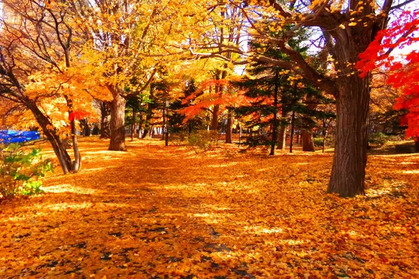 Sonbaharın sonlarında Nakajima Parkı, sarı renkli.