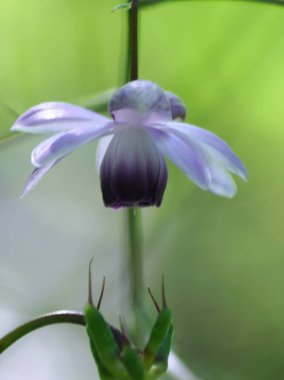Rengeshouma çiçekleri gölgede zaferle çiçek açıyor.