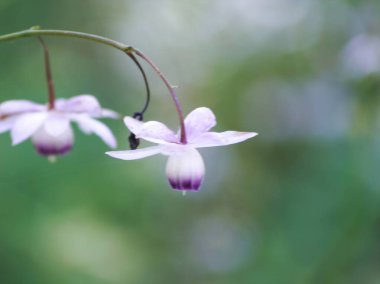 Rengeshouma çiçekleri gölgede zaferle çiçek açıyor.