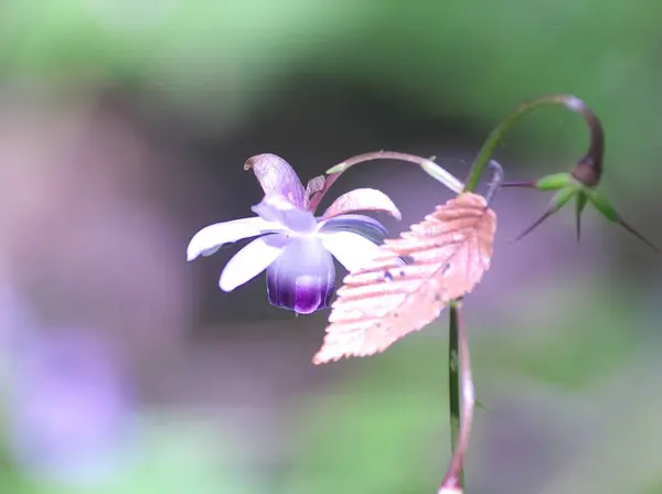 Rengeshouma çiçekleri gölgede zaferle çiçek açıyor.