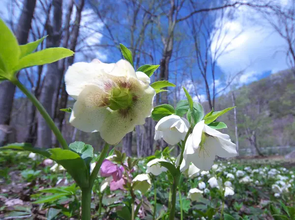 Takino Suzuran Tepe Parkı 'nda Noel gülleri