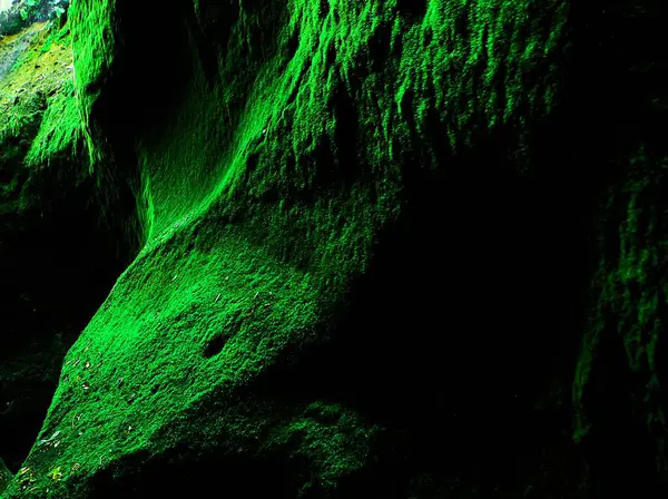 Güzel yeşil bir mağarada parlayan yosun mağarası.
