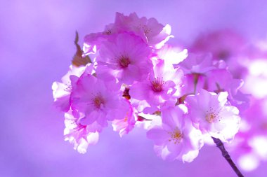 Çiçek açmış kiraz çiçekleri.