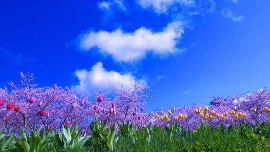 Çiçek açmış kiraz ağaçları.