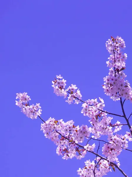 Çiçek açmış kiraz çiçekleri.