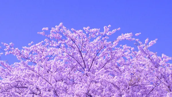 Çiçek açmış kiraz ağaçları.