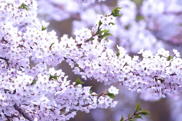 Çiçek açmış kiraz ağaçları.