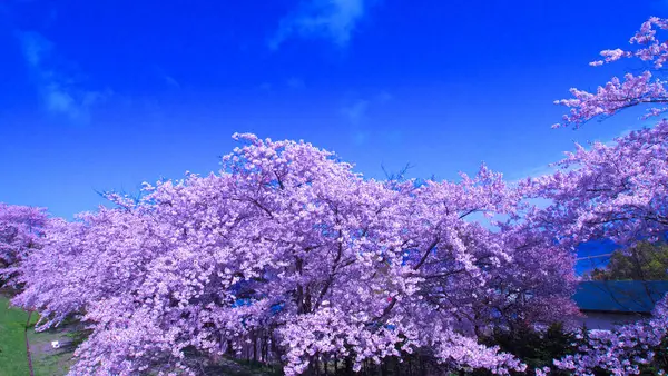 Çiçek açmış kiraz ağaçları.