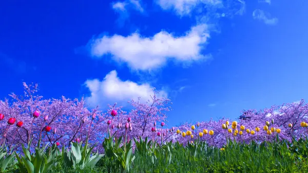 Çiçek açmış kiraz ağaçları.