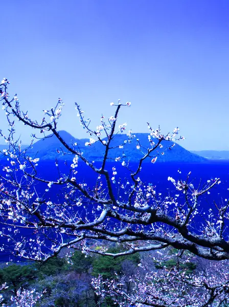 Ezo Fuji ve kiraz çiçekleri baharın başlarında Plum Grove Parkı 'nda
