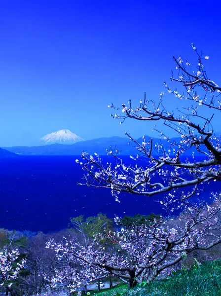 Ezo Fuji ve kiraz çiçekleri baharın başlarında Plum Grove Parkı 'nda