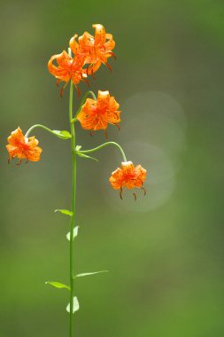 Hokkaido 'da çiçek açan güzel çiçekler