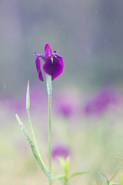 Hokkaido 'da çiçek açan güzel çiçekler