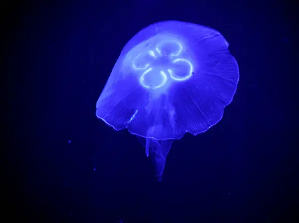 Denizanaları akvaryumda çok popülerdir.