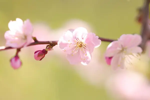 Hokkaido 'da çiçek açan güzel çiçekler