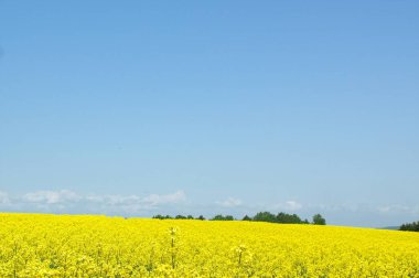 Hokkaido 'da kolza tohumu tarlaları açıyor