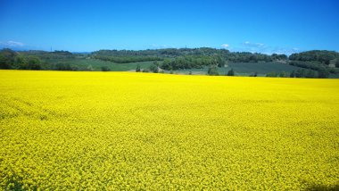Hokkaido 'da kolza tohumu tarlaları açıyor