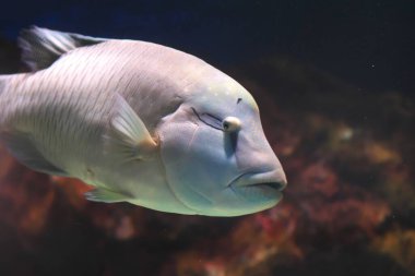 Akvaryumdaki popüler balıklar