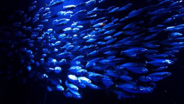 Akvaryumdaki popüler balıklar