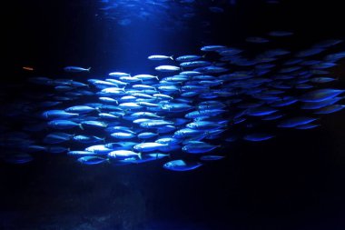 Güzel su altı balık manzarası