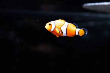 Sunpiazza Akvaryumu 'nda popüler balıklar