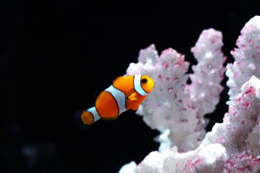 Sunpiazza Akvaryumu 'nda popüler balıklar