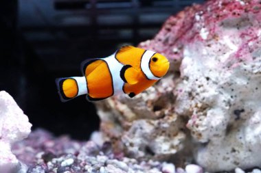 Sunpiazza Akvaryumu 'nda popüler balıklar