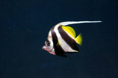 Sunpiazza Akvaryumu 'nda popüler balıklar