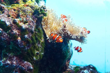 Sunpiazza Akvaryumu 'nda popüler balıklar