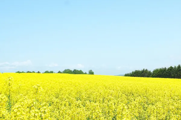 Hokkaido 'da kolza tohumu tarlaları açıyor