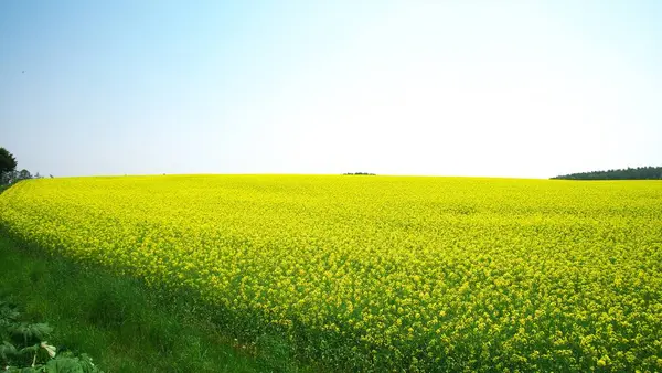 Hokkaido 'da kolza tohumu tarlaları açıyor