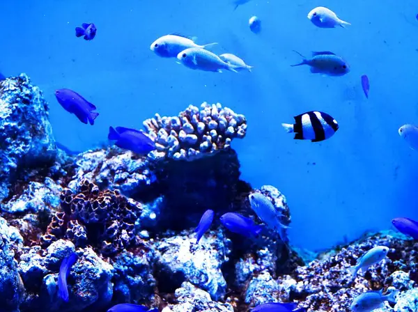 Akvaryumdaki balıklar, mercanlar ve mercanlarla dolu renkli tropikal resifler