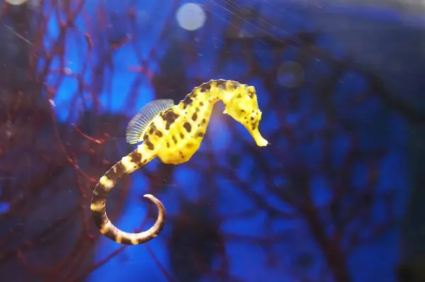 Akvaryumdaki güzel balıklar