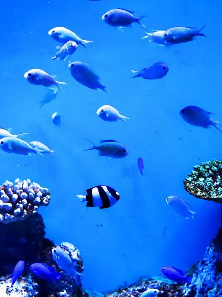 Balıkların sualtı yaşamı