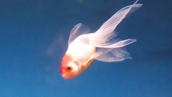 Sunpiazza Akvaryumu 'nda popüler balıklar