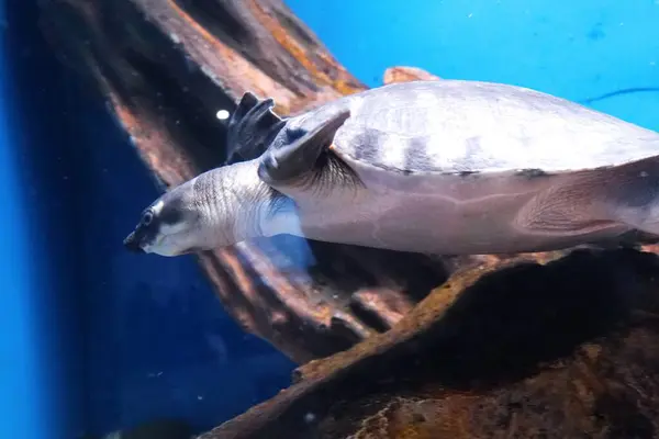 Sunpiazza Akvaryumu 'nda popüler balıklar