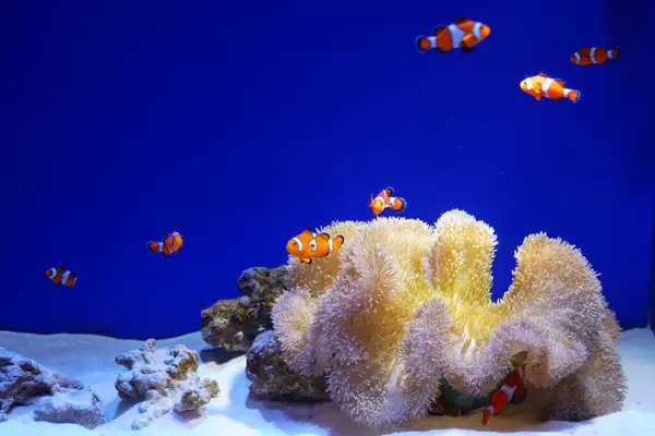 Sunpiazza Akvaryumu 'nda popüler balıklar