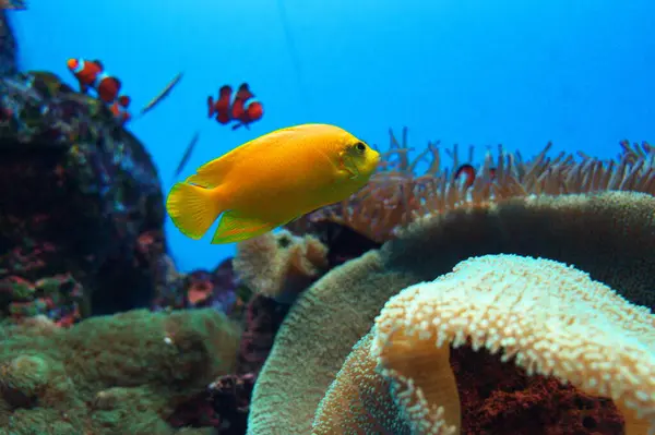 Sunpiazza Akvaryumu 'nda popüler balıklar