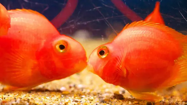 Sunpiazza Akvaryumu 'nda popüler balıklar